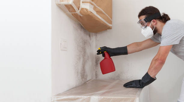 Professional Mold Removal technician working in Auburn, NY